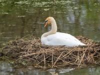 Höckerschwan auf Nest